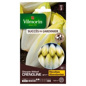 Chicorée Witloof Crénoline HF1 - Graines d'Exception